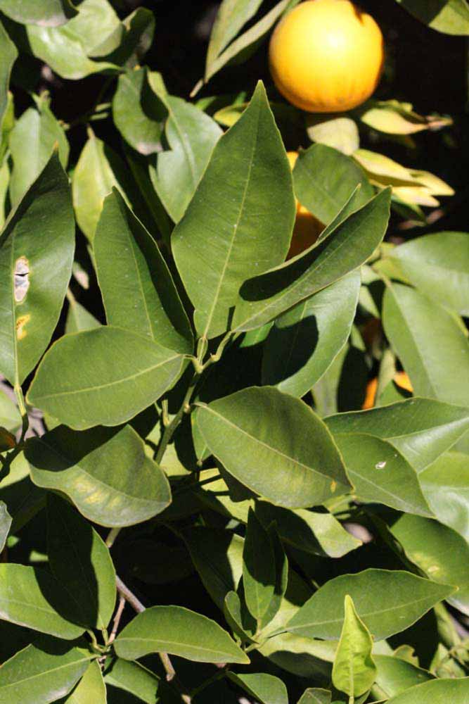            Sun leaves (Riverside, CA)   